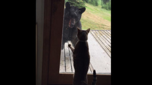 house-cat-scares-bear.si