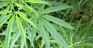 082015marijuana