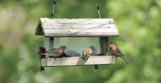 birdfeed