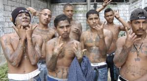 gang