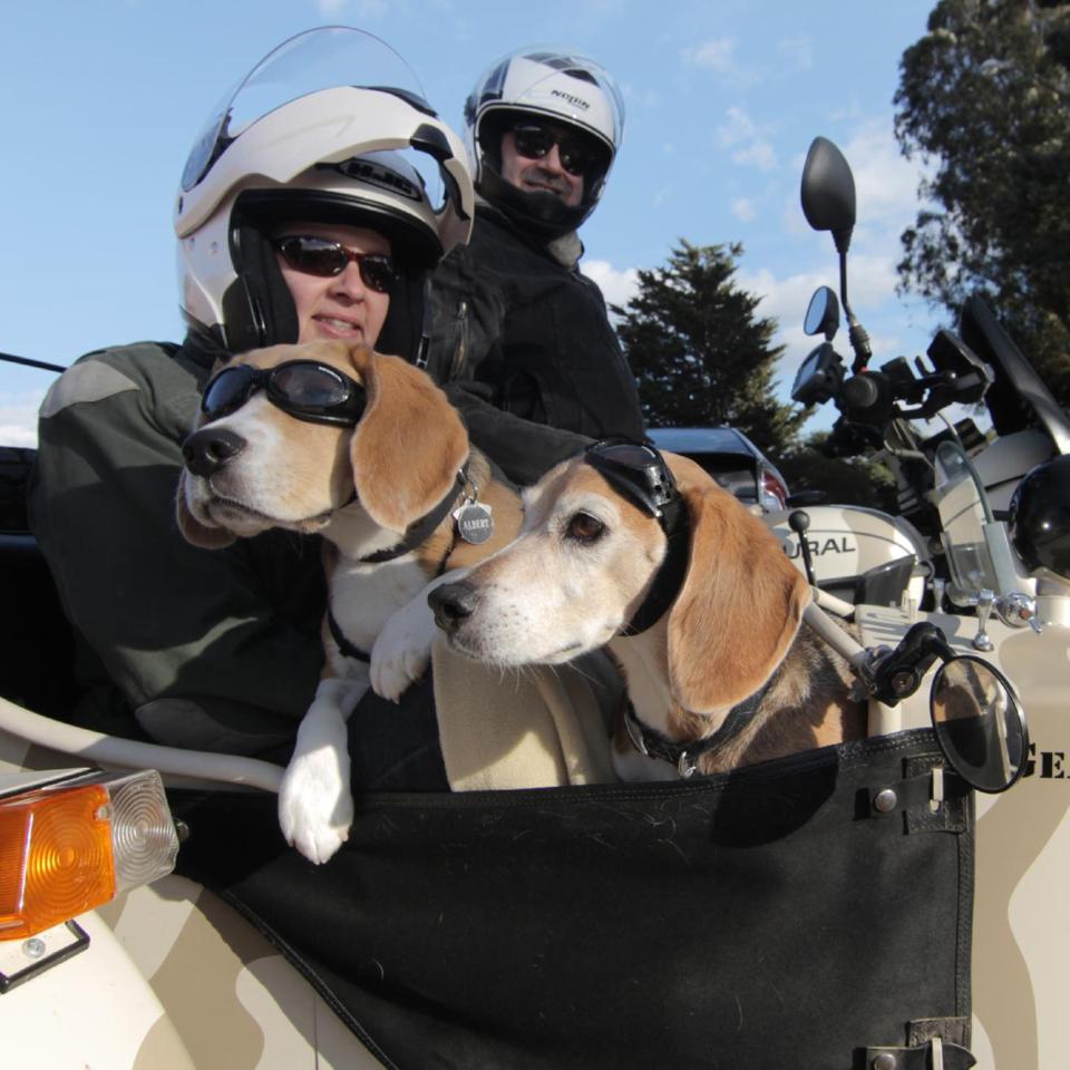 dogs