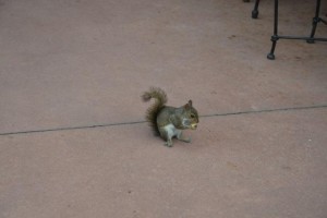 SQUIRREL-jpg