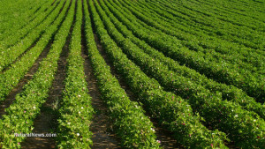 Crop-Field-Farm-Green-Vegetables