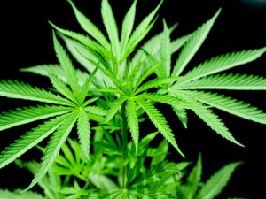 pot