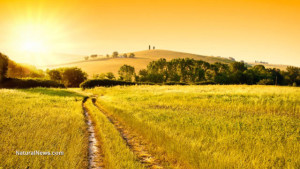 Field-Land-Grass-Nature