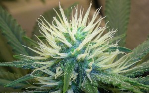 WIKI-Cannabis5